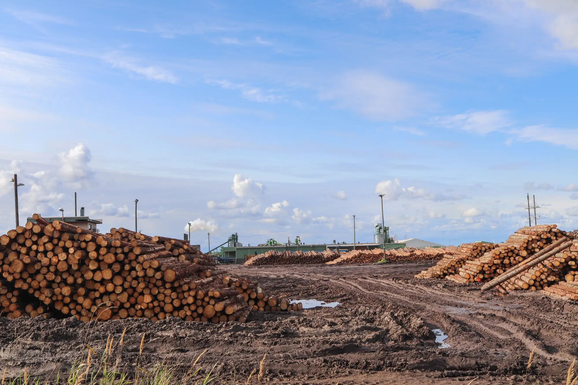 Log decks on a muddy mill yard, with the sawmill buildings low on the horizon under a wide blue sky