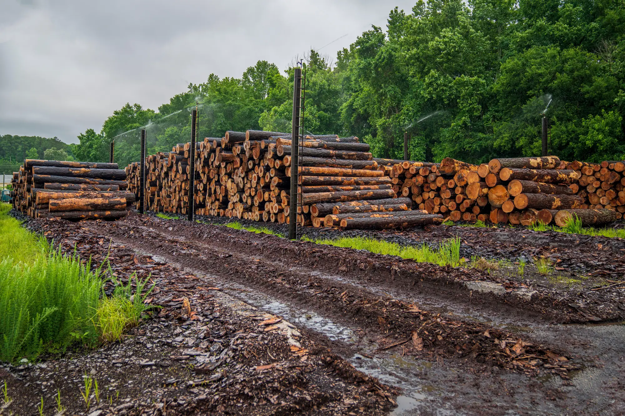 Long log decks under sprinklers along a muddy haul road, with a wall of green trees behind